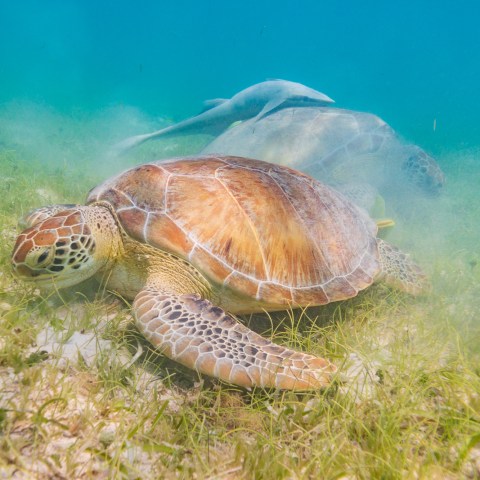 a turtle in the grass